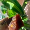 🌿 Jabón de cúrcuma – Iluminador y purificante para piel con acné
